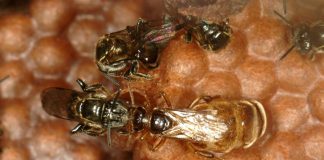 Rio Grande do Sul tem cadastro para criação de meliponíneos Crédito: Tom Wenseleers