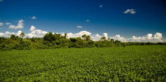 Produtividade da soja pode ser maior com a presença de polinizadores Crédito: Aprosoja
