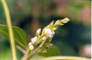 flor da soja Crédito Paulo Odilon Kurtz