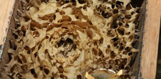 Abelhas sem ferrão são atração do Bosque e Zoológico de Ribeirão Preto Crédito: Carlos Natal