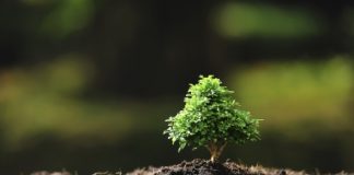 Conhecimento dos brasileiros sobre biodiversidade é destaque em pesquisa Crédito: amenic181