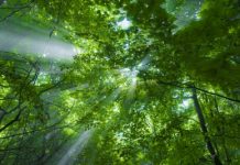 5 de junho – Dia Mundial do Meio Ambiente Árvores