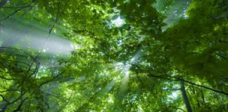 5 de junho – Dia Mundial do Meio Ambiente Árvores