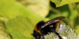 Estudo aponta aquecimento global como principal fator do declínio das abelhas