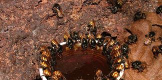 Como a meliponicultura ajuda na sustentabilidade?