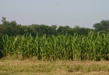 Convivência com agricultura