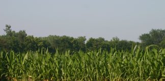 28 de julho, Dia do Agricultor