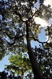 Crédito Ruy Peruquetti