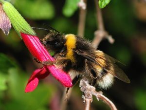 Bumblebee Bombus terrestris By Alvesgaspar