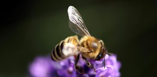Animação faz alerta sobre o desaparecimento das abelhas