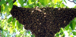 Seleção de abelhas-rainhas melhora sanidade e produção