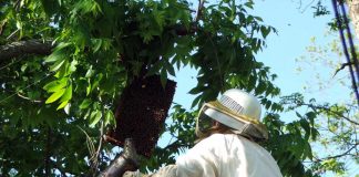 Veterinários e zootecnistas contribuem para a apicultura no Brasil