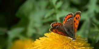Cientistas esperam que Brasil ratifique este ano o Protocolo de Nagoya