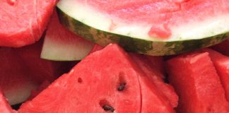 Agricultores adotam a polinização manual na produção de melancia