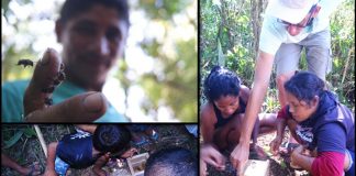 Reserva no Pará incentiva criação de abelhas sem ferrão