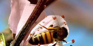 Cientistas treinam abelhas para detectar drogas