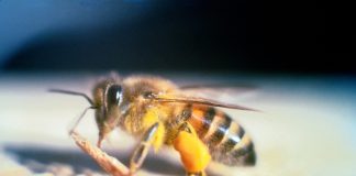 Soro contra picadas de abelhas africanizadas