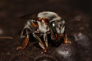 Crédito: Cristiano Menezes