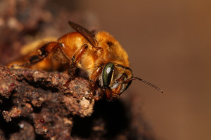 Crédito: Cristiano Menezes