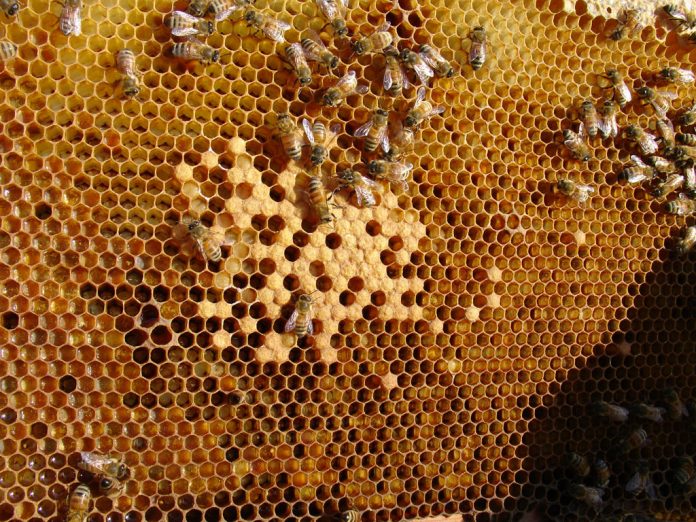 Cera de abelha: oportunidade de novos negócios para o pequeno apicultor