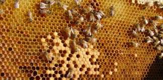 Projeto de criação e conservação de abelhas é inaugurado em Araras