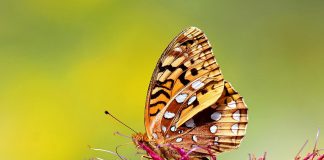 Seis espécies de borboletas inglesas podem entrar em extinção