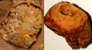 pólen Mandaguari (Scaptotrigona depilis)