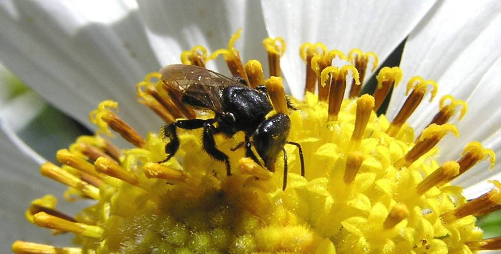 Marcelinense é um dos maiores criadores de abelhas sem ferrão da