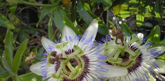 Seminário capacitará produtores de maracujá