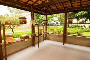 Meliponario Esalq USP 