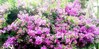 Portal reúne informações sobre a flora e a fauna brasileiras