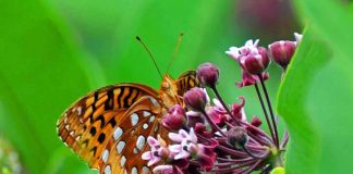 Fiocruz reabre borboletário no Rio de Janeiro