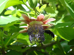 flor maracujá mamangava