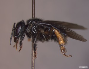 irapuá trigona spinipes 