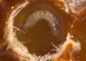 larva fungos Crédito Cristiano Menezes