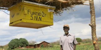 Fazendeiros africanos usam colmeias para preservar agricultura e elefantes