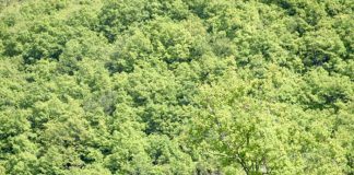 Presença de abelhas em áreas mineradas de xisto aponta recuperação ambiental