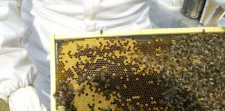Linhas de crédito para apicultores podem ser aliadas na expansão do negócio