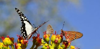 “Não abelhas” são tão importantes quanto abelhas para a polinização “Não abelhas” são tão importantes quanto abelhas para a polinização
