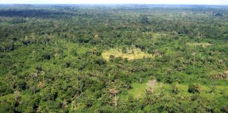 Países firmam acordo pela restauração de florestas na COP-21