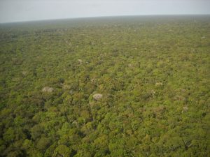 floresta amazonica compressed