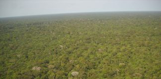 Na Amazônia, árvores com maior risco de extinção estão associadas com alta diversidade de abelhas, diz estudo