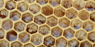 Cooperativa paranaense quer triplicar produção de mel em três anos