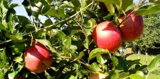 CCJ aprova proposta que permite uso de árvores frutíferas na recomposição de APPs