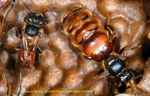 schwarziana_quadripunctata 