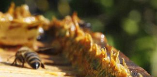 Pesquisa da Embrapa busca diversificar a produção apícola