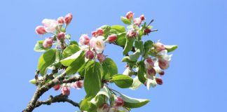 Declínio da população de abelhas preocupa cientistas americanos