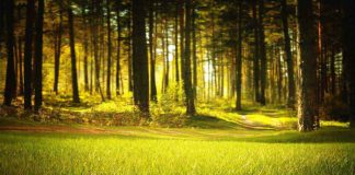 Programa de Recuperação Ambiental será definitivamente implantado em São Paulo