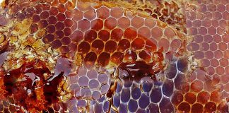 Unidade de processamento impulsiona produção de mel de São Domingos do Prata processamento de mel