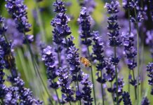 Flores que fazem a diferença: como manter as abelhas nutridas o ano inteiro odores de flores